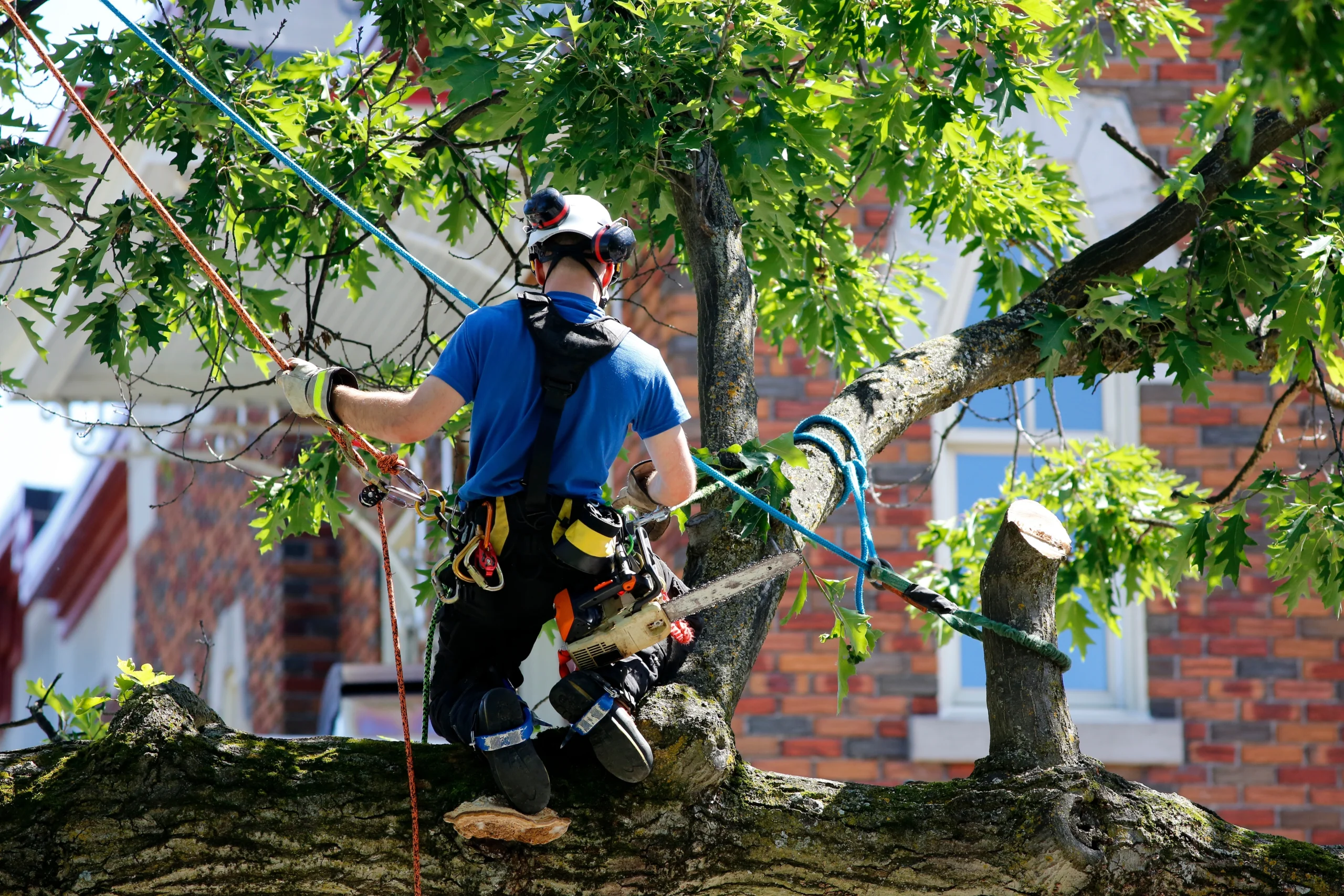 Arborist Insurance Virginia