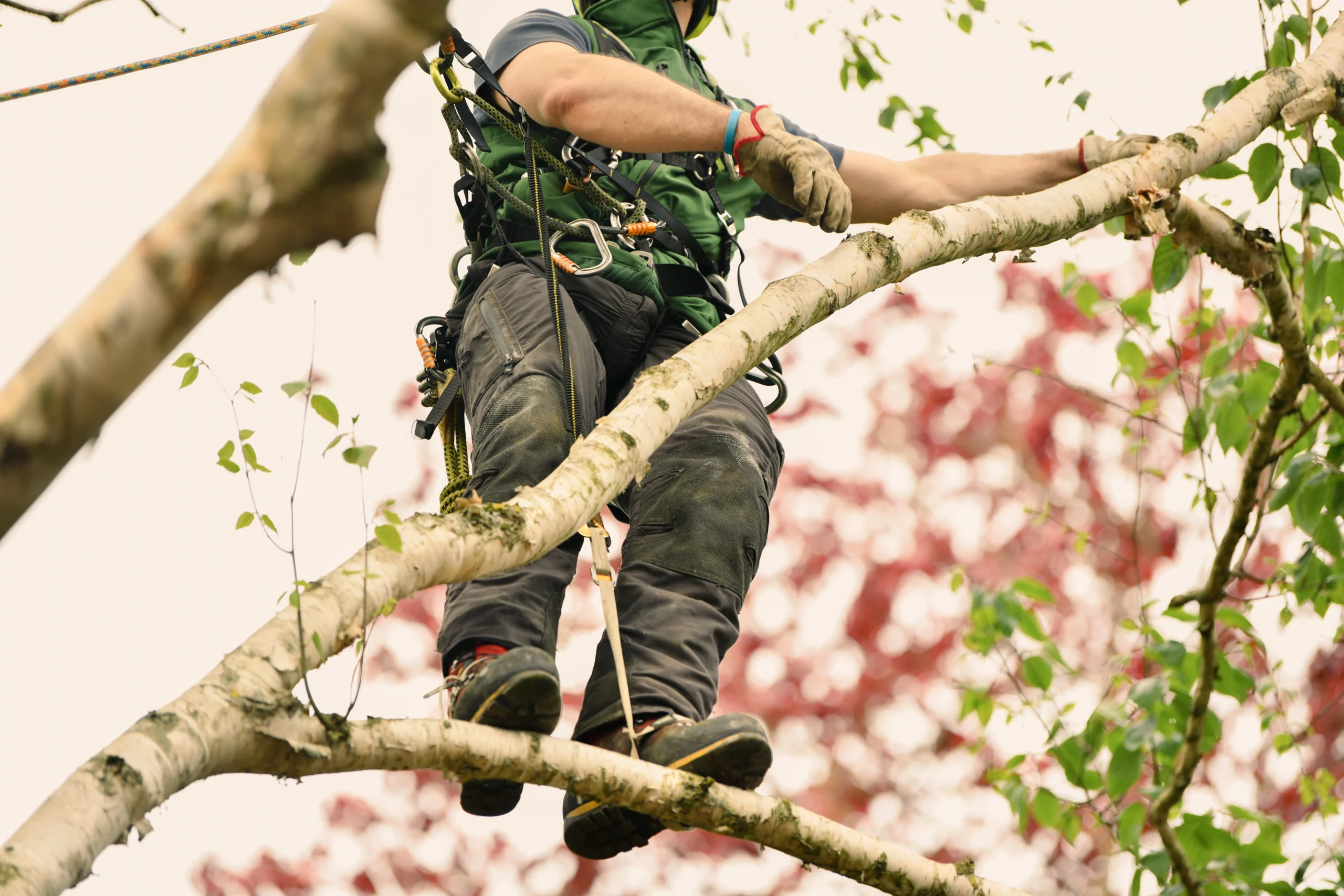 Arborist Insurance Virginia