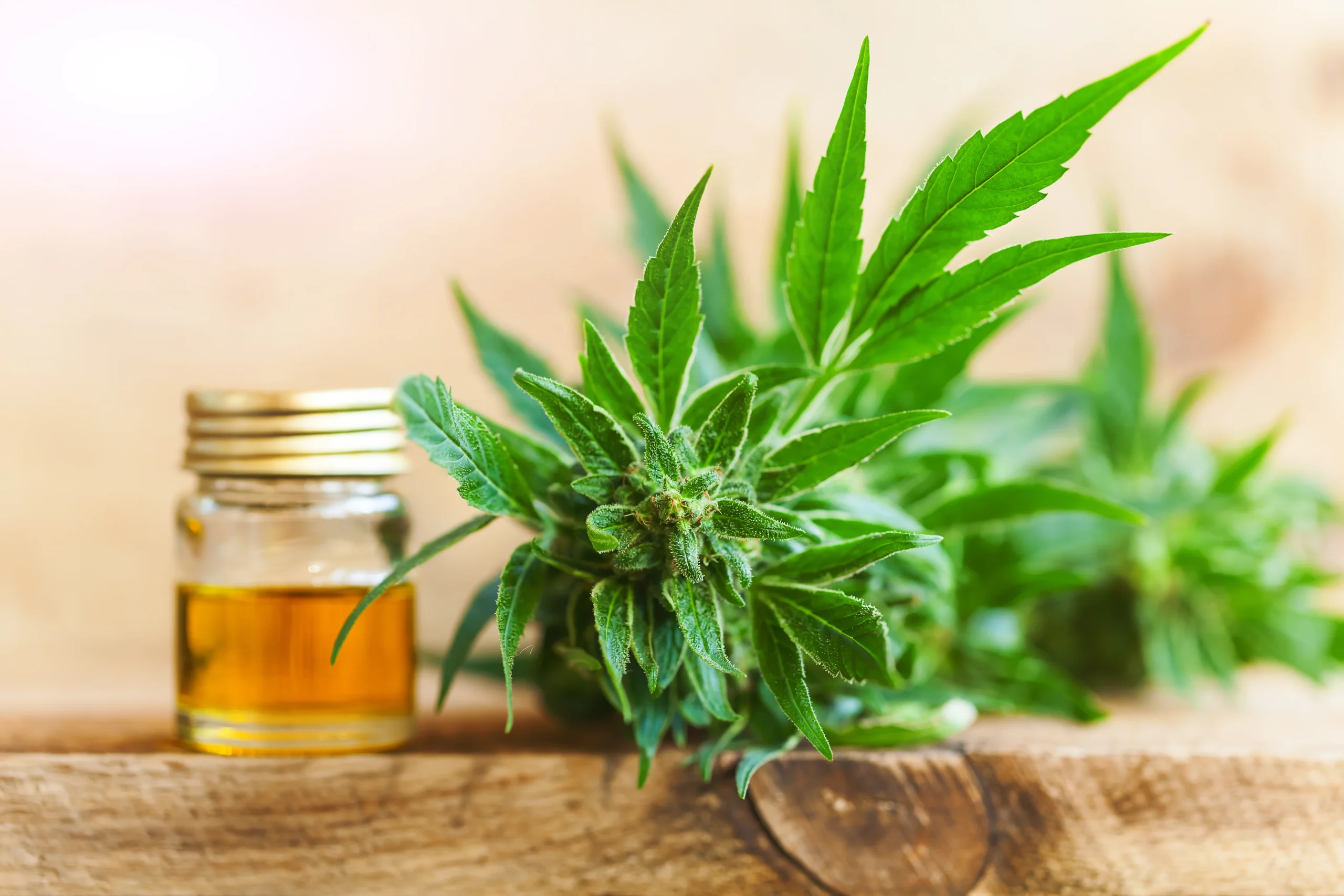Cannabis Insurance Virginia