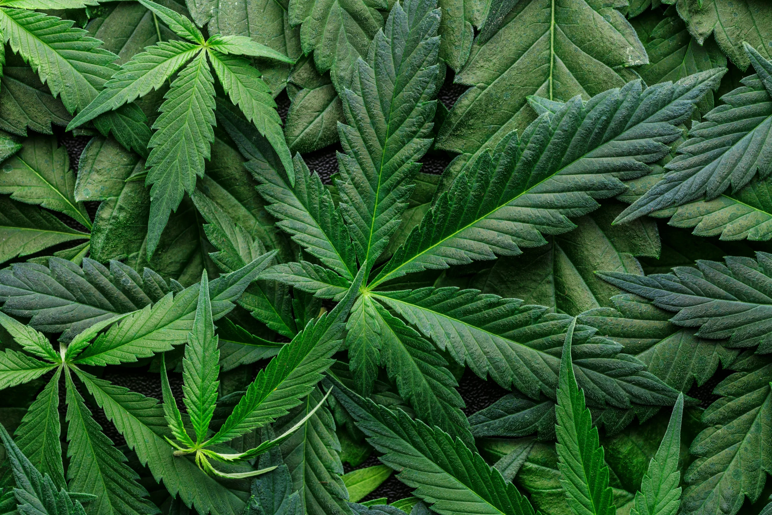 Cannabis Insurance Virginia