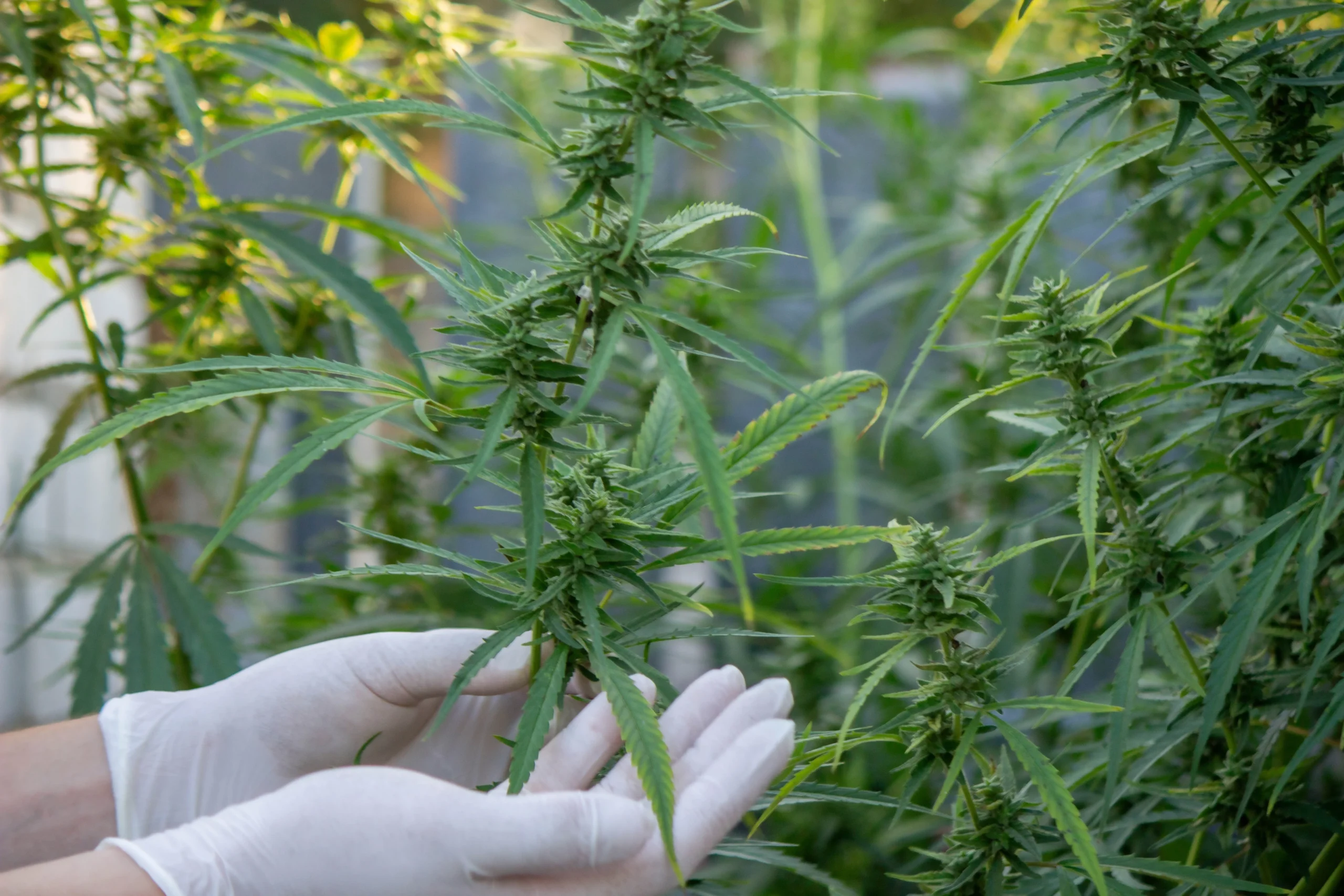 Cannabis Insurance Virginia