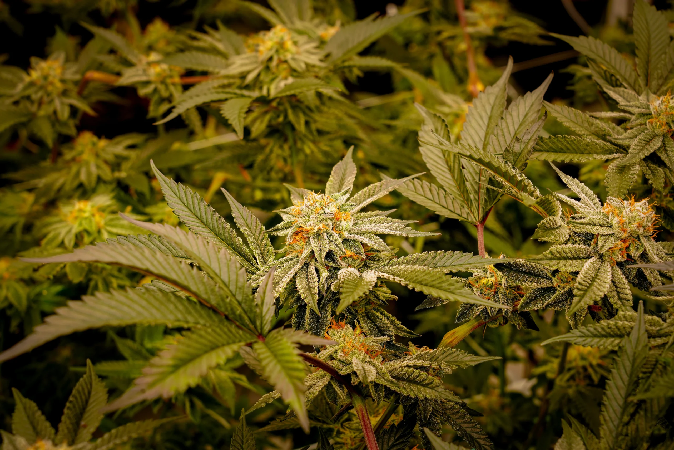 Hemp Crop Insurance Virginia