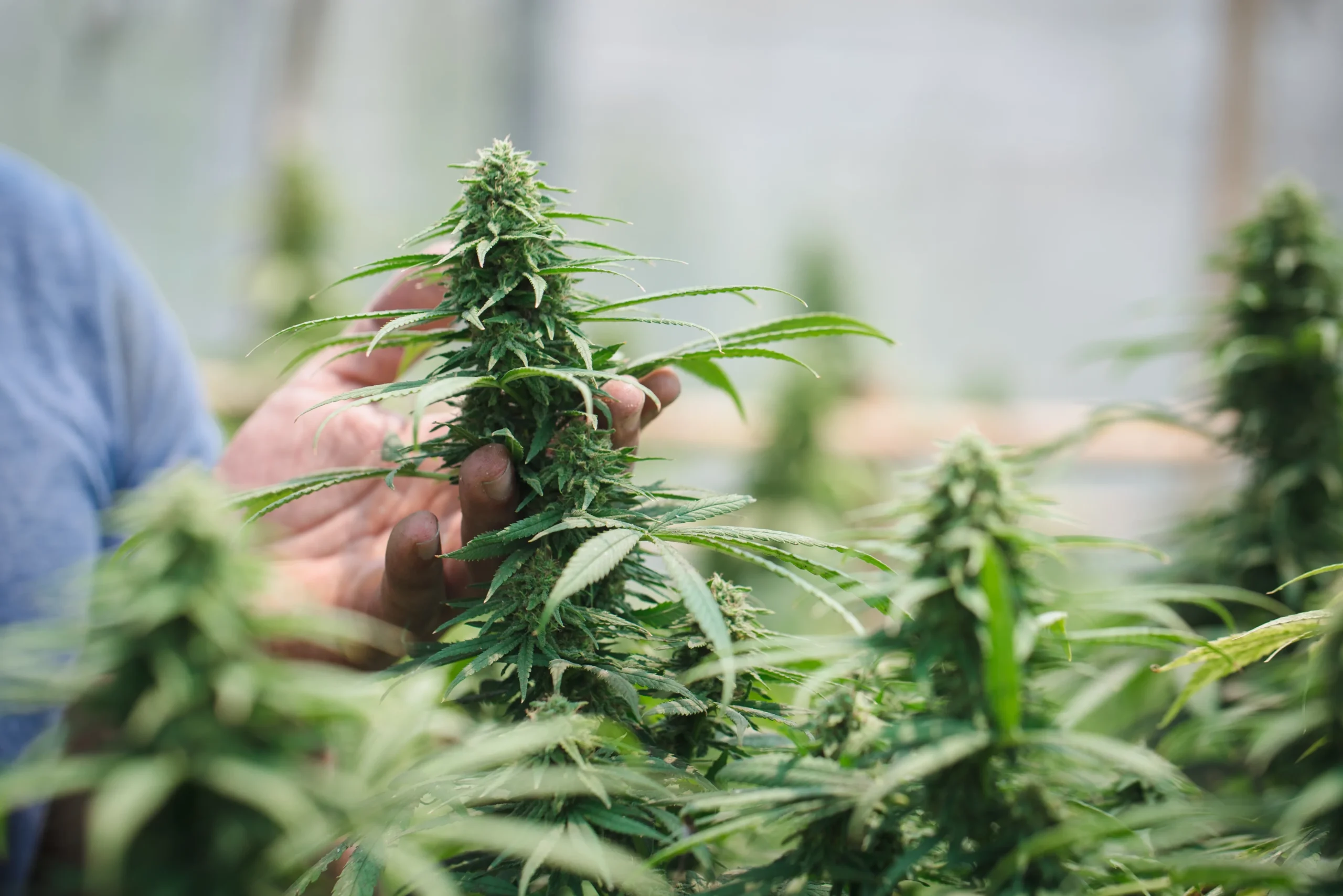 Hemp Crop Insurance Virginia